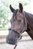 Siatka na nos do jazdy - Harry's Horse
